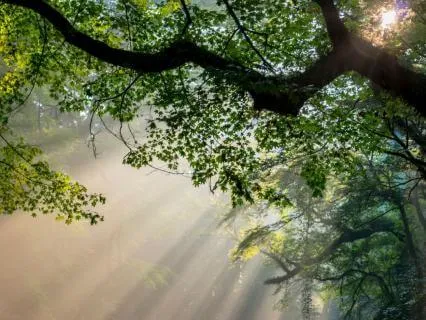 Calm Before Care: A Medical & Dental Anxiety Meditation