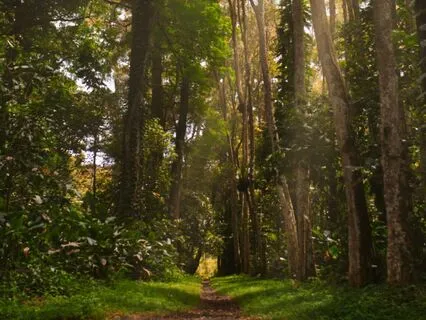 Calm Breathing Meditation For Grounding & Lowering Stress