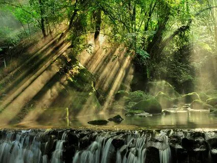 Calm Canopy Serenade: Harmony In The Tropical Wilderness