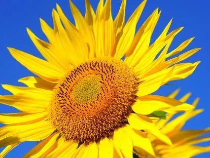 Calm, Cleanse, & Restore | Vishama Vritti & Ujjayi Pranayama