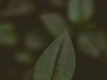 Calm & Clear: Clearing Overthinking & Indecisiveness