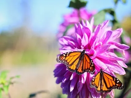 Calm  Clear  Communication