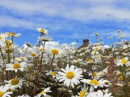 Calm, Cool And Collected Meditation Using Cooling Breath 