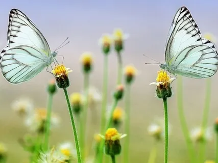 Calm Ease: Inspired By Thich Nhat Hanh