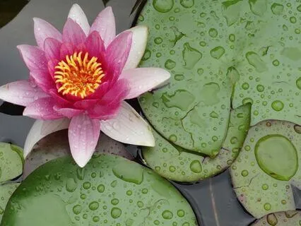 Calm-Ease: Meditation For Inner Stillness And Focus