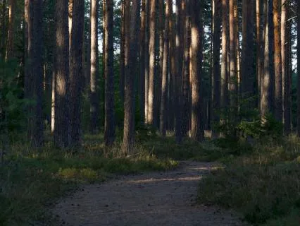 Calm Evening Forest
