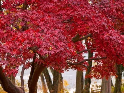 Calm Focus Meditation: Relaxing Ambience For Clear Awareness