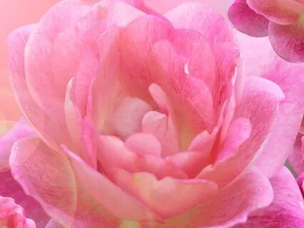 Calm Focus: The Path To Clarity