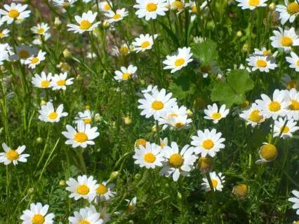 Calm In Overwhelm (Conflict & Stress Recovery)