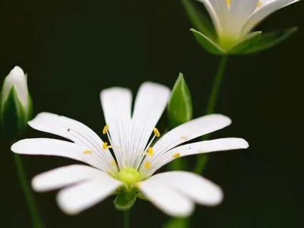 Calm Lullabies - A Soothing Night For Anxiety