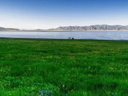 Calm Meadow