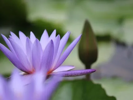 Calm Mind, Grateful Heart: An Anxiety Relief Meditation