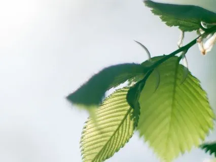 Calm Mind Reset: Gentle Ambient Flow For Instant Peace