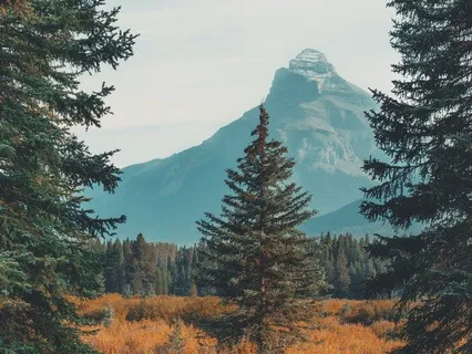 Calm Morning Ambient