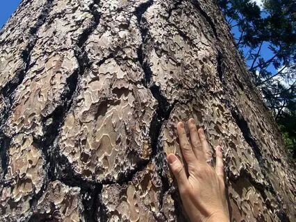 Calm Of The Forest Meditation (Guided Imagery)