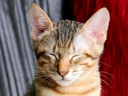 852 Hz 2 Min Awaken Intuition| Third Eye Chakra Crystal Bowl