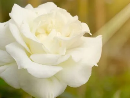 Find Peace With Loving Kindness