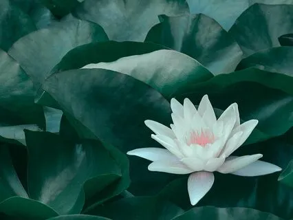 Calm & Peace Even If You Have No Clients Right Now