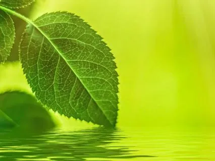 Calm & Peaceful: Gratitude Meditation