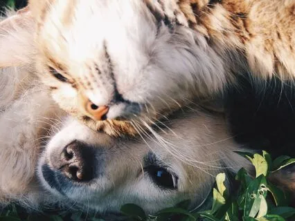 Calm Pet Anxiety And Deepen Trust | Sacral Chakra Healing