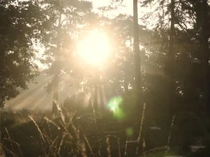 Calm Piano And Birdsong In The Morning Forest