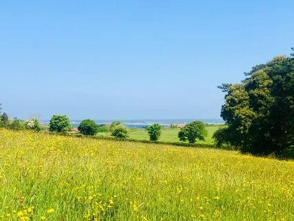 Calm Skies - Relaxing Harp With Birdsong