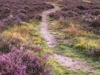 Calm Starts Here: A Meditation For Finding Steady Ground