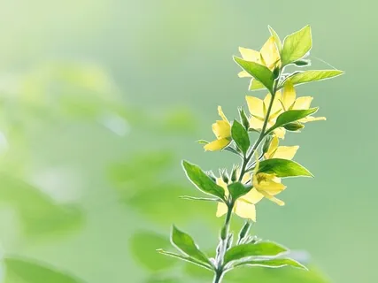 Body Scan - Connect With Self 