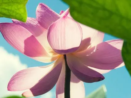 Calm The Nervous System