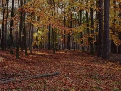 Calm The Nervous System: Nature Meditation For Anxiety