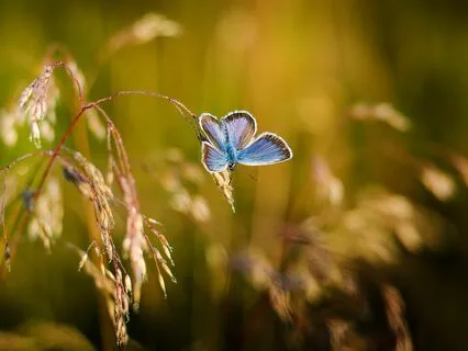 Calm The Nervous System By Slowing The Breath (No Music)