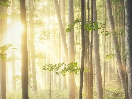 Calm Your Busy Mind - Breathing Meditation (No Music)