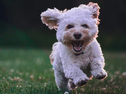 Calm Your Buzzing Mind