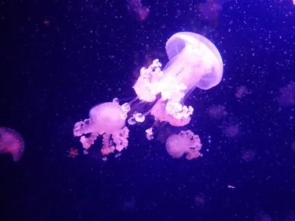 Calm Your Mind - Better Sleep - Relax