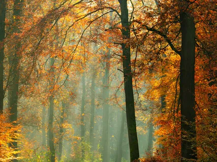 Calm Your Mind In The Beautiful Forest