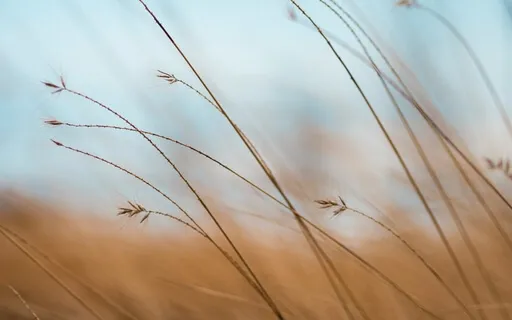 Calm Your Mind With Yoga Nidra