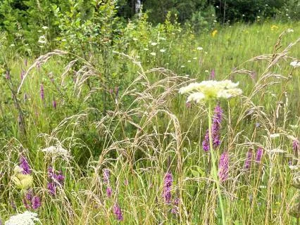 Calm Your Nervous System: A Meadow Meditation
