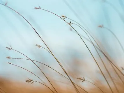 Calm Your Nervous System (A Soft Place To Land & Pause)