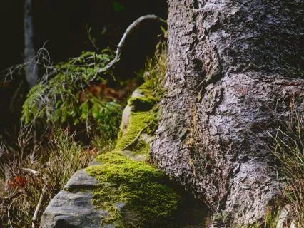 Calm Your Nervous System From Fight-Or-Flight