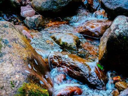 Calm Your Wandering Mind: Bringing The Mind Home
