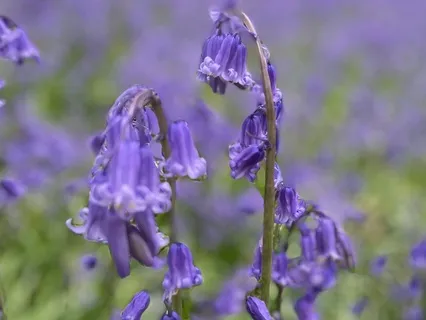 Calming A Busy Mind Meditation