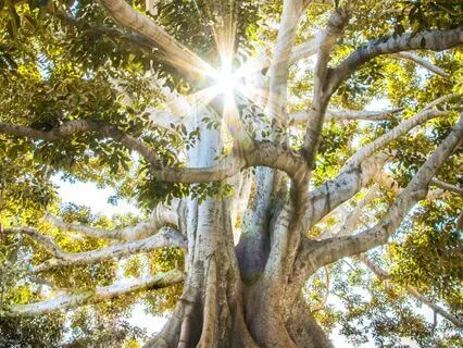 Calming And Grounding Meditation In Nature