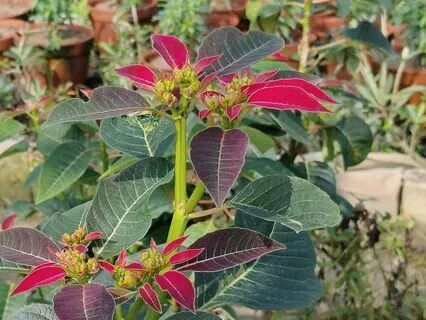 Calming and Relaxing Flute Melody for Morning Meditation