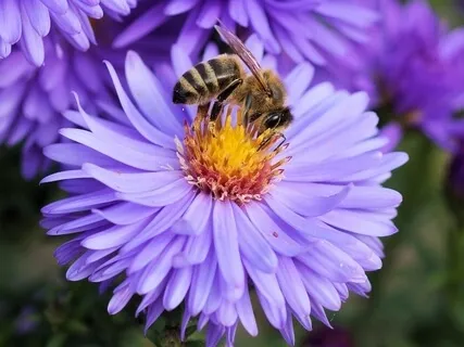 Calming Bee Breath Practice