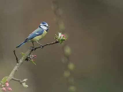 Calming Bird Song And Trickling Waters