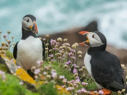 Calming Birds Singing And Music To Help You Sleep