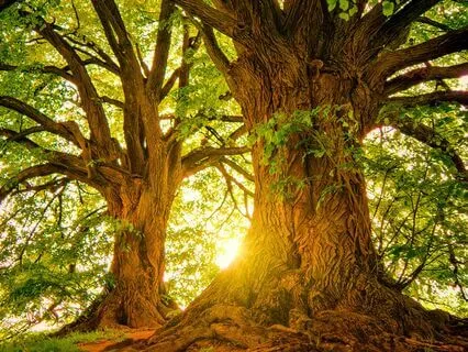 Calming Breath Guided Meditation