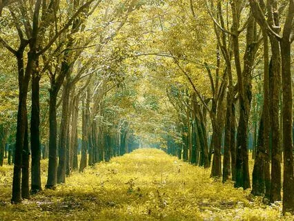 Calming Breath Practice