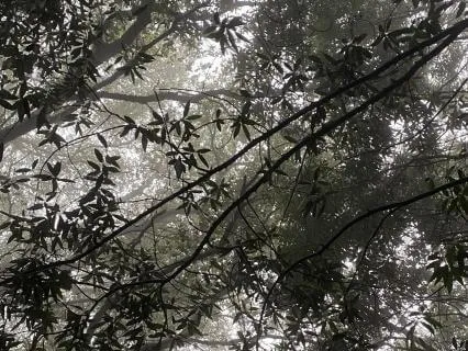 Calming Breathing Practice For Managing Stress