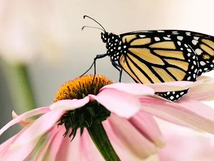Calming Butterfly Meditation For Relaxation & Peace